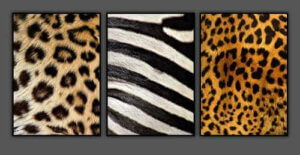 Pictures with animal prints.