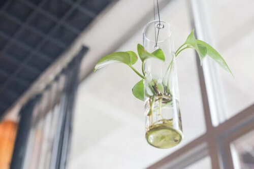 When decorating your living room with plants, you can opt for the hanging kind. They give a natural vibe to the place.