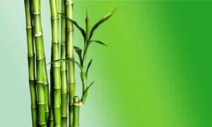 A bamboo plant.