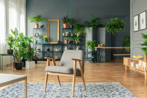 Decorating Your Living Room with Plants
