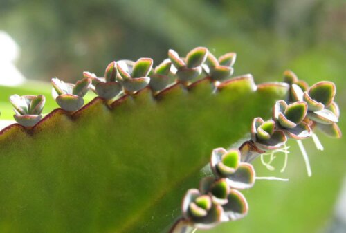 A Kalanchoe plant.