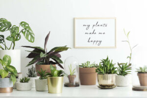 The Best Plants to Purify the Air in Your Home