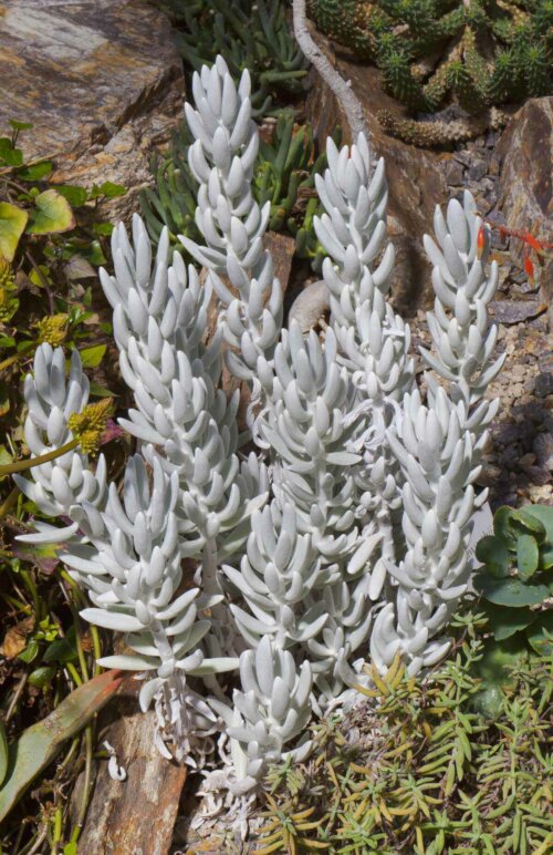 A senecio plant.