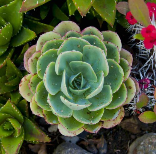Succulents are easy to care for plants.
