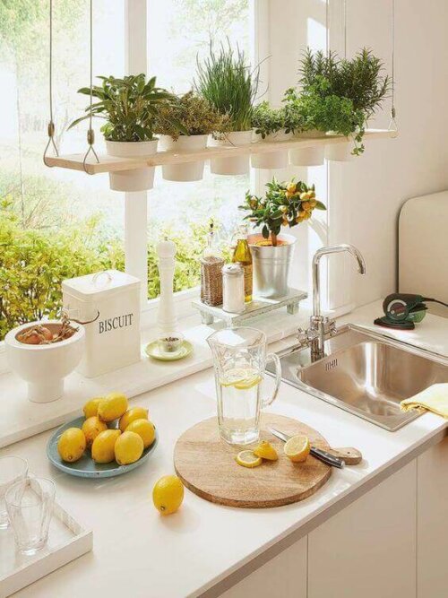 Aromatic plants in the kitchen.