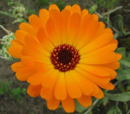 A common marigold.