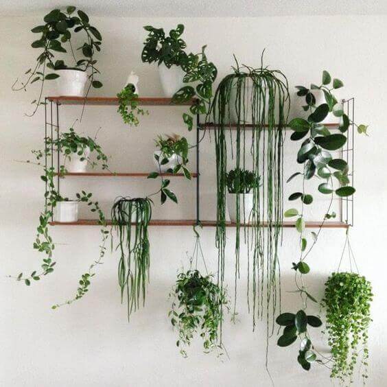 An orchard of hanging plants on a wall.
