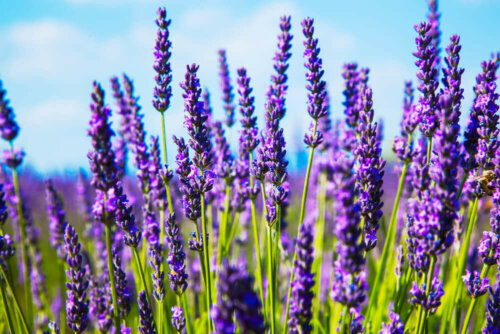 Lavender in a field.