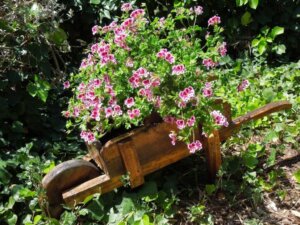 The Best Mosquito-Repelling Plants