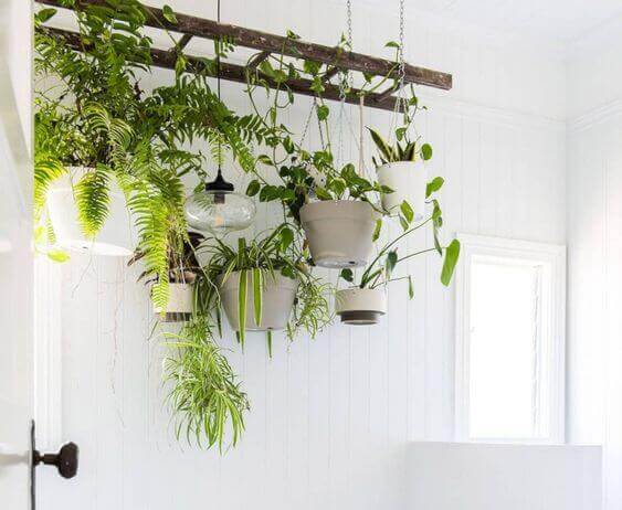 Plants in a bathroom.