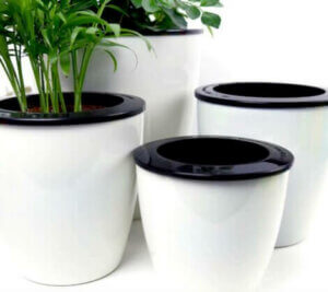 Self-watering plant pots.