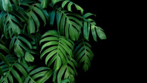 Monstera plant.