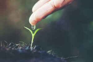 Ways to Water Your Plants While You're On Vacation