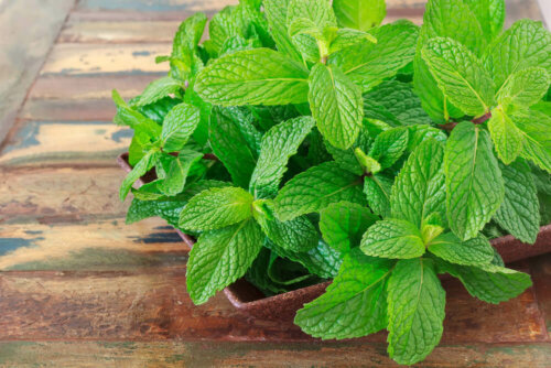 A mint plant on a wooden table.