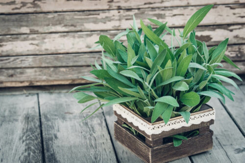 A sage plant in a wooden box.