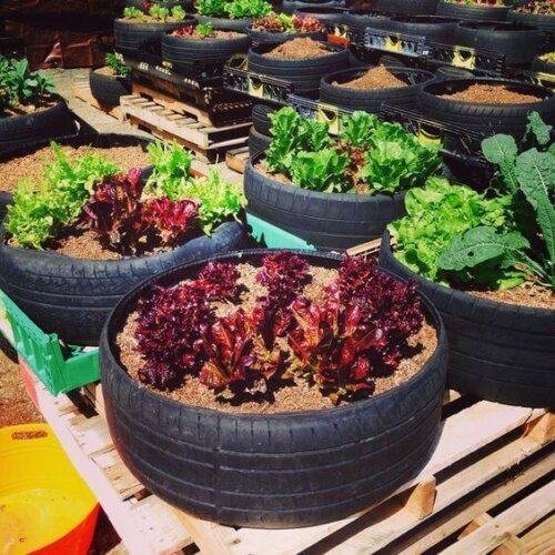 A vegetable garden in old tires.
