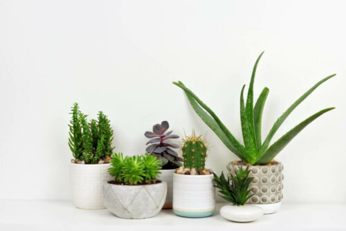 Some pots with house plants.