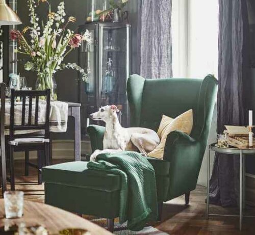 A dog on a green chair.