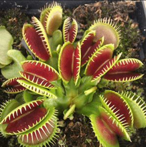 A venus flytrap.