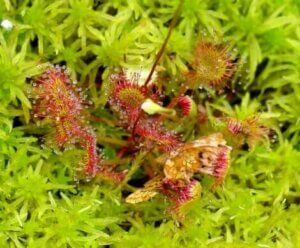 An image of a carnivorous plants.