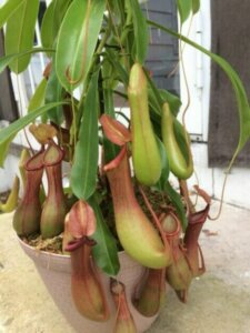 An image of carnivorous plants.