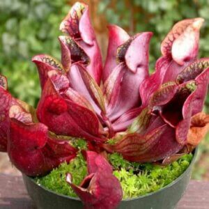 An image of carnivorous plants.