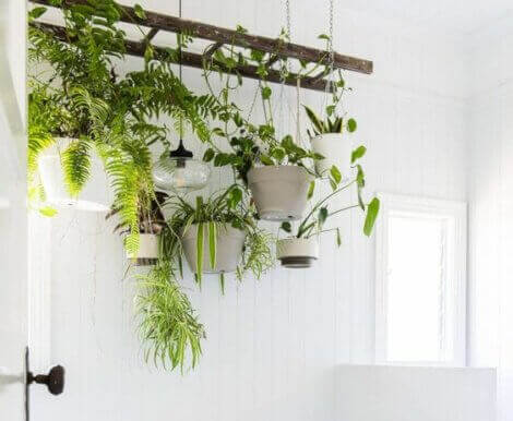 Use plants to update your bathroom