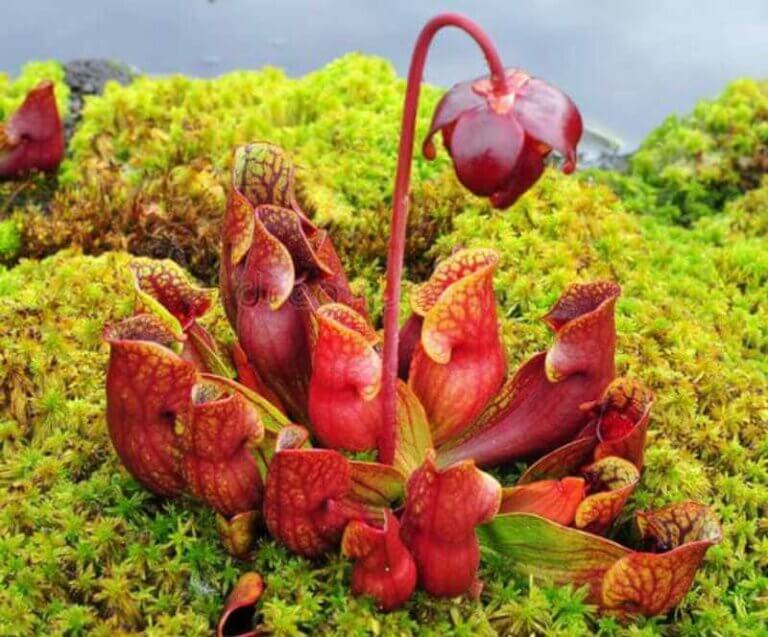 Carnivorous Plants to Decorate Your Home