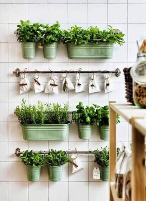 A variety of aromatic plants growing in a kitchen