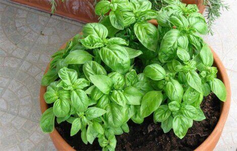 A large flower pot with basil growing