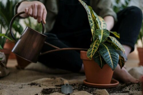This is How You Can Save an Overwatered Plant