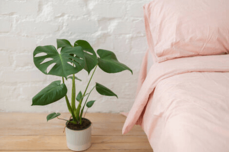 indoor plants that need low light