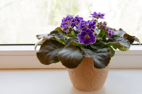 indoor plants that need low light