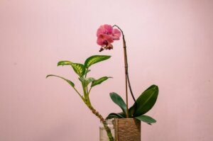 Like Orchids? Learn How to Take Care of Them