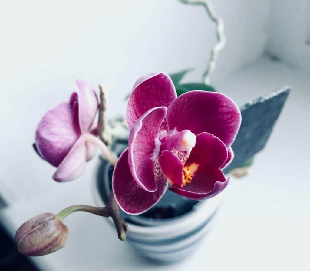 the orchid