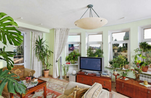 A living room with lots of plants.