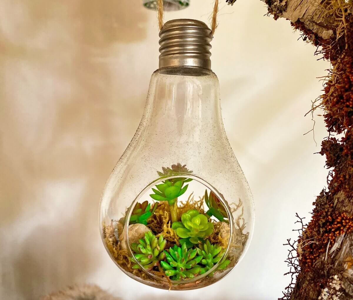Light builb with succulent plants