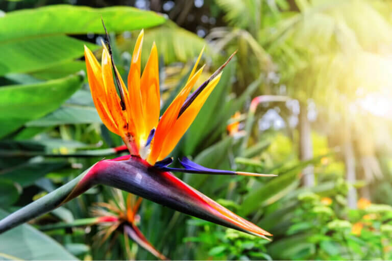 Bird of Paradise: The New Floral Trend