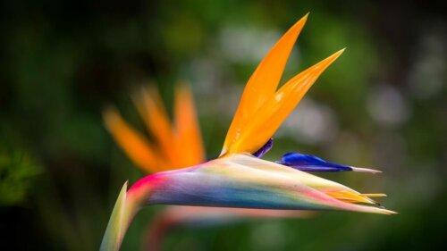 A close-up of a flower.