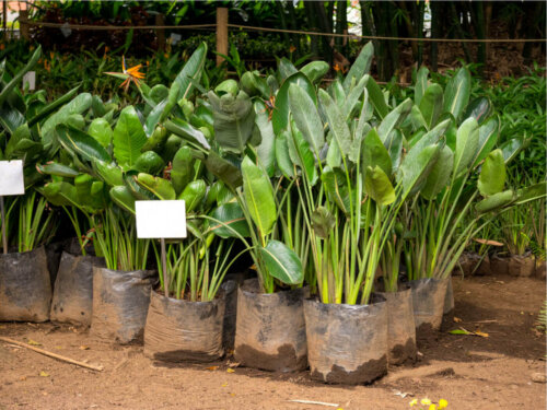 Some plants in a nursery.