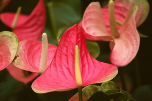 Indoor Plants That Need Minimum Light