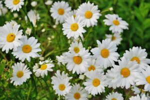 Do You Know the Meaning of Flowers?