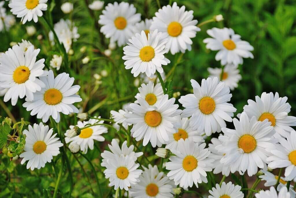 Do You Know the Meaning of Flowers?
