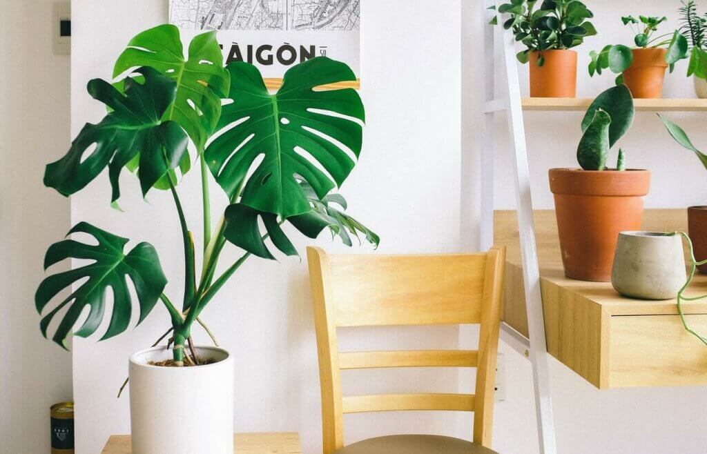 A monstera deliciosa plant.