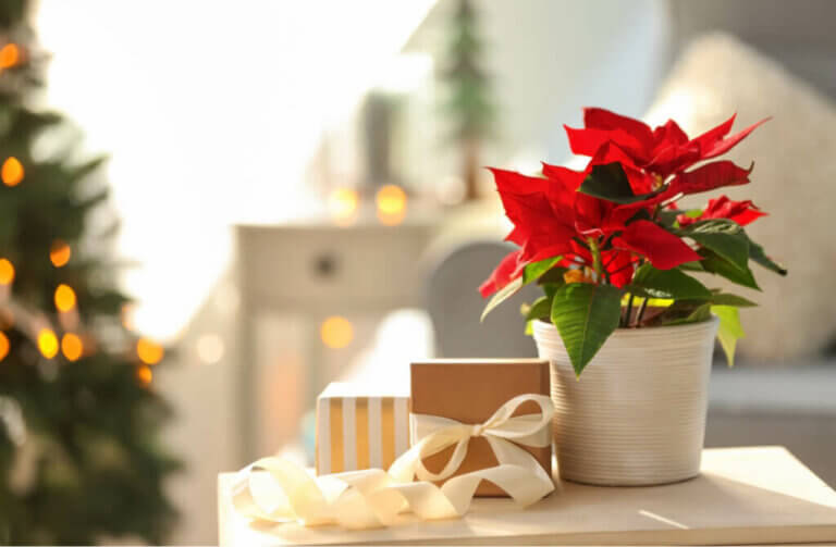 5 Great Ideas for Decorating with Poinsettias