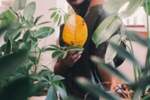 The Problems Heating Causes for Plants
