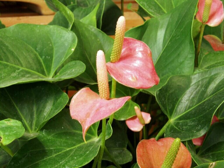 Are You Familiar with Anthuriums?