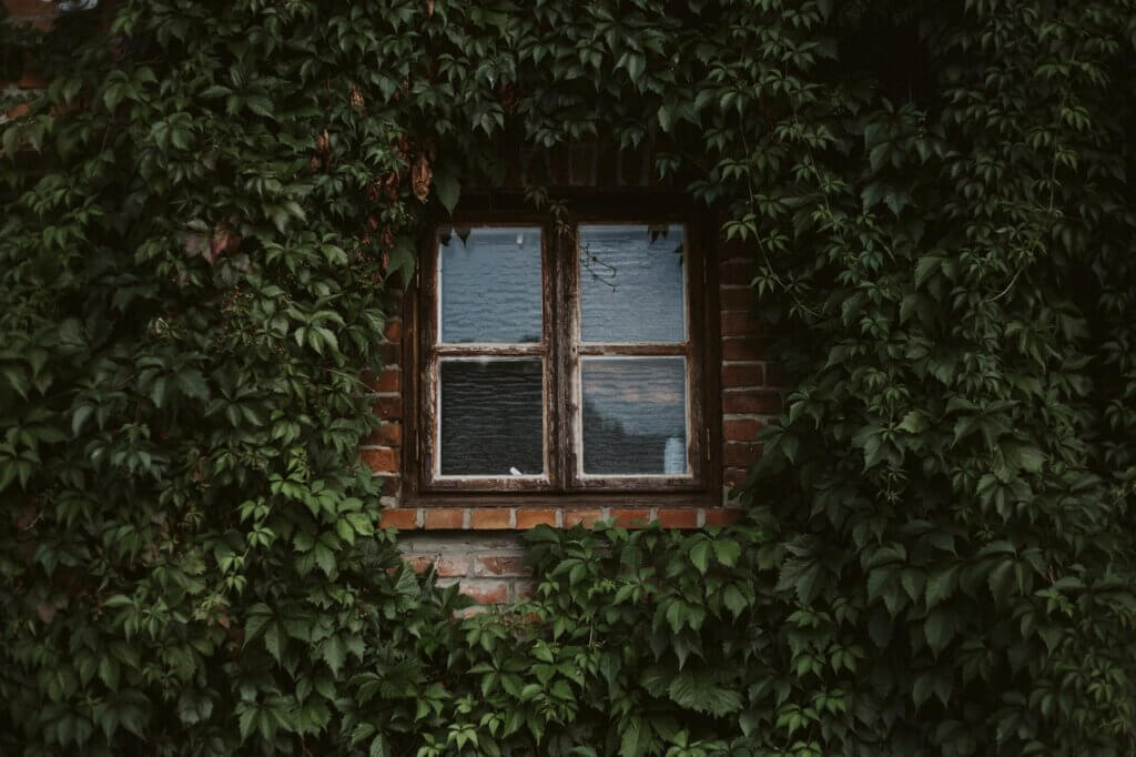 Fill Your Home With Vines. Learn How to Grow Them!