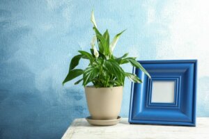 Three Plants For People Allergic to Pollen