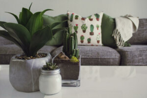 Common Succulent Plant Diseases and Their Solutions